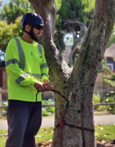 Kevin Myers demonstrates arborist tree climbing and rigging techniques during an ACRT Arborist Training course.