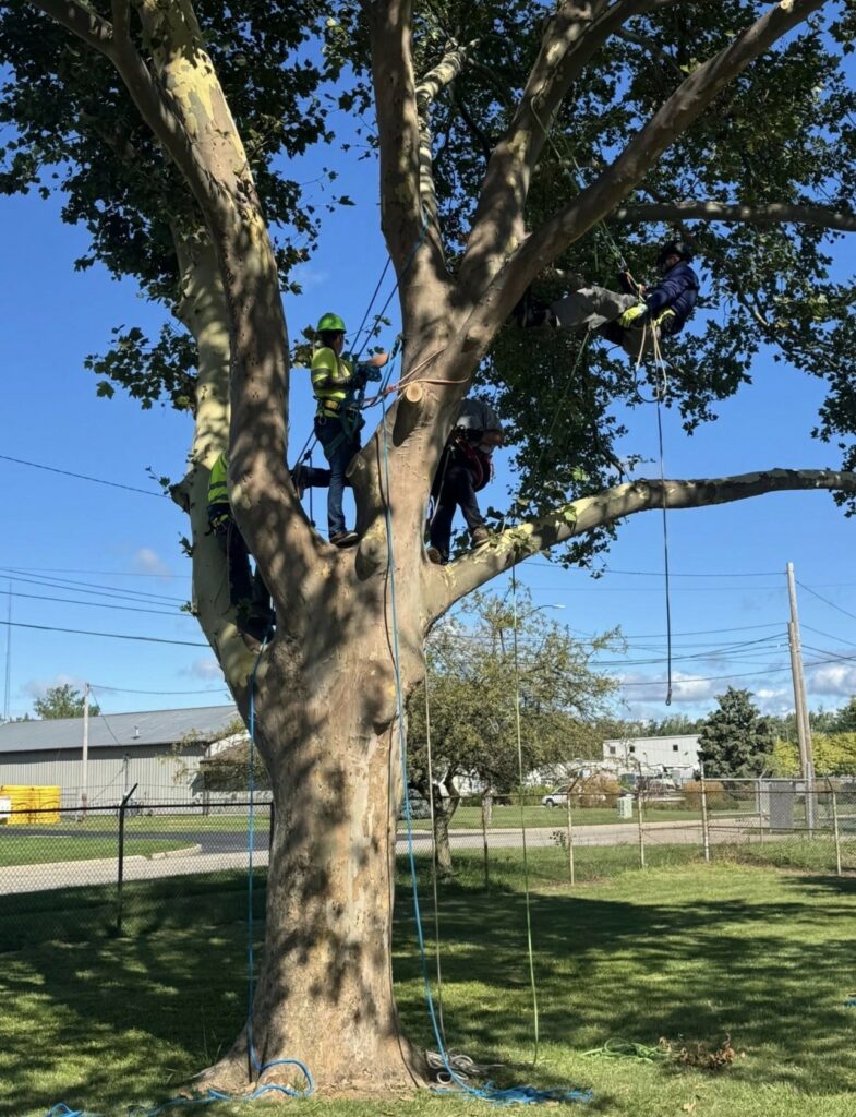Arborist trainees practice tree climbing techniques during an ACRT Arborist Training course.